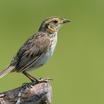 Saltmarsh Sharp-tailed Sparrow